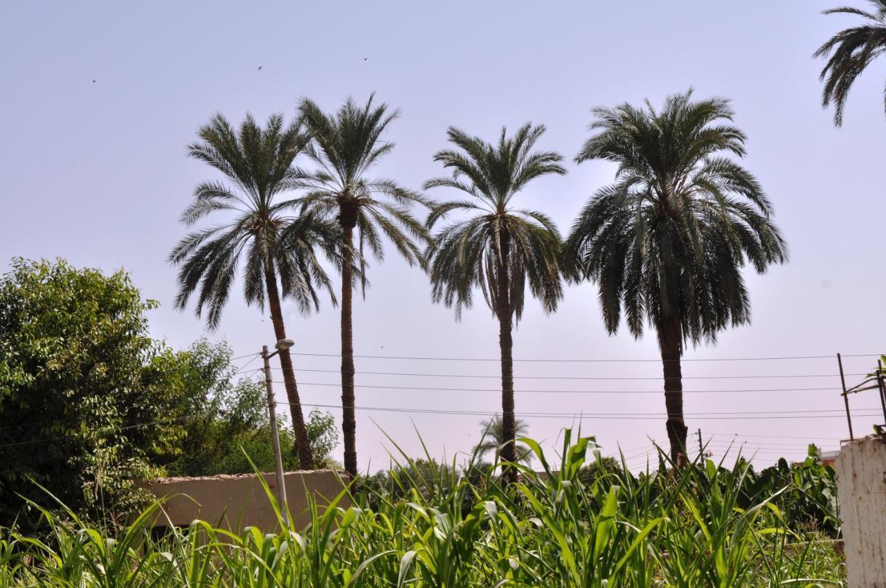 El Nakhil Hotel Luxor Exteriör bild